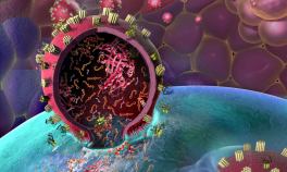 Mitofagia, procesul vital pentru sănătatea celulară