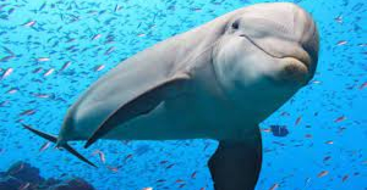 Războiul din Ucraina a ucis peste 3.000 de delfini din Marea Neagră