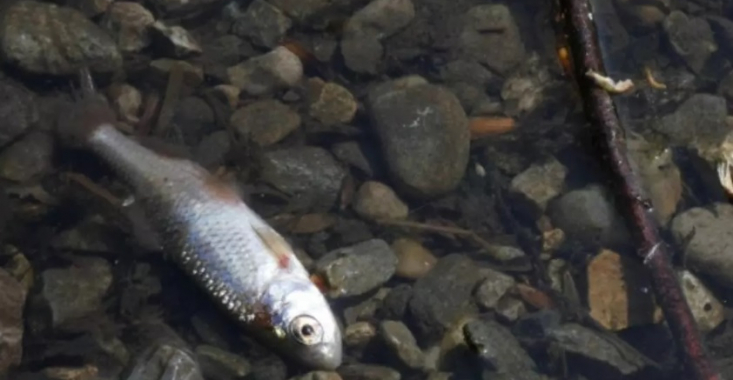 Dezastru ecologic la Suceava. Mii de pești morți din cauza poluării cu azot și fosfor de la stația de epurare