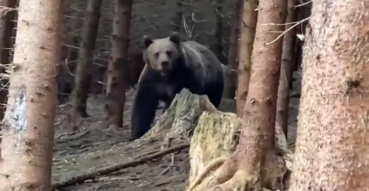 Întâlnire de gradul zero între un pădurar și un urs uriaș într-o pădure din Suceava. Cum s-a terminat totul 
