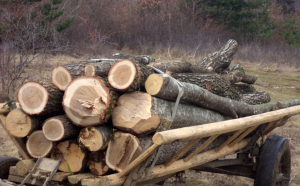 Hoți de lemne prinși la Bacău