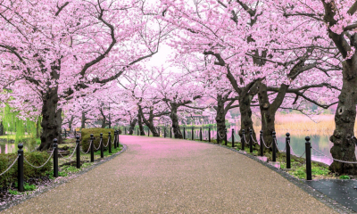 Sakura. Euforie efemeră în Țara Soarelui Răsare