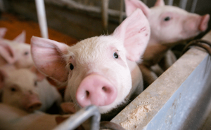România lui Ciolacu. Importăm 70% din carnea de porc