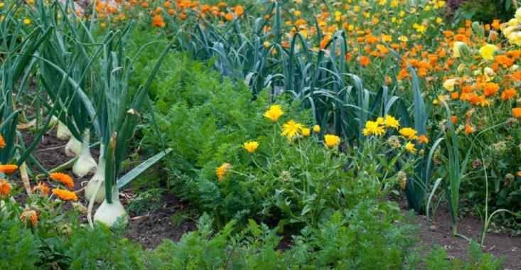 Florile care protejează legumele din grădină împotriva dăunătorilor. Toți românii care stau la curte trebuie să știe asta