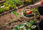   Top 10 sfaturi esențiale pentru o grădină plină de legume sănătoase