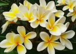 Floarea de frangipani, simbol al frumuseții și spiritului