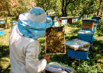 Războiul din Ucraina adduce despăgubiri pentru sute de apicultori ieşeni