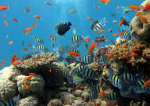 Marea Barieră de Corali din Australia este în pericol