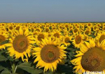 România, pe locul 2 în UE la producția de floarea-soarelui