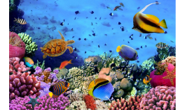 Coralii din Oceanul Ondian sunt în pericol din cauza unei pandemii care ucide aricii de mare