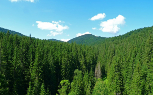  Aproape un sfert din pădurile Sucevei au fost înscrise în Sistemul de Cadastru