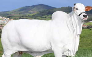 Cea mai scumpă vacă din lume. Cu cât a fost vândută la licitație, în Brazilia