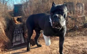 Câine de rasă furat de doi tineri din curtea unei case - Poliţiştii au găsit animalul la unul dintre suspecţi