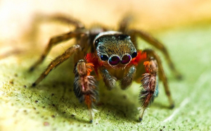 În Australia trăiesc aproximativ 10.000 de specii de păianjeni