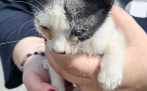 Ce amendă a primit un român care a scos trei pui de pisică din portbagaj și i-a aruncat pe stradă