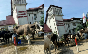 Imaginile zilei vin din Iași. A adus mai multe vaci în fața primăriei, unde a demarat un protest