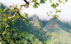 Laurisilva din Madeira, un monument important al UNESCO