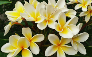 Floarea de frangipani, simbol al frumuseții și spiritului