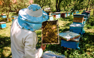 Războiul din Ucraina adduce despăgubiri pentru sute de apicultori ieşeni