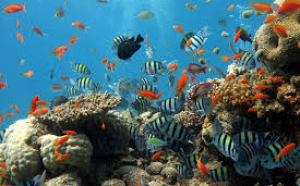 Marea Barieră de Corali din Australia este în pericol