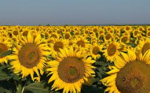 România, pe locul 2 în UE la producția de floarea-soarelui