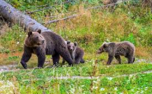 În pădurile Moldovei sunt aproximativ 1.500 de urși