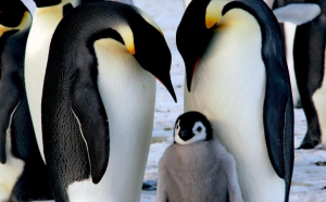 Modul de vorbire al pinguinilor, similar cu cel al oamenilor