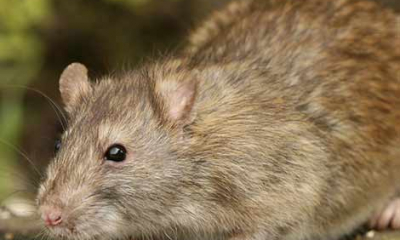 ANSVSA a amendat cu 10.000 de lei un supermarket, după apariţia unor imagini cu şobolani printre produsele alimentare