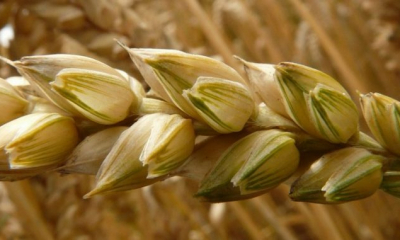 Argentina va fi prima țară din lume care va cultiva un soi special de grâu modificat genetic