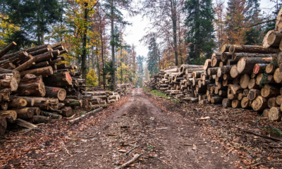 Un sfert din lemnul tăiat anul trecut provine din pădurile Moldovei!