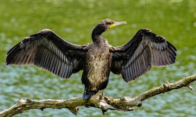 PSD și PNL vor să permită vânătoarea de cormorani tot anul