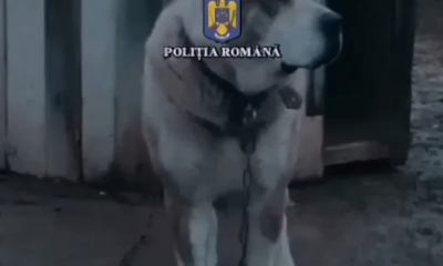 Campionat ilegal de lupte de câini în Republica Moldova. Poliția Română a efectuat 23 de percheziții în mai multe județe