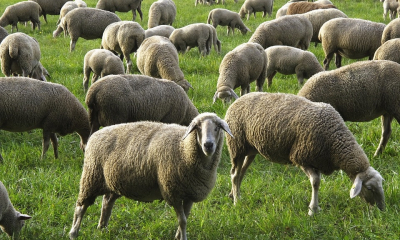 Măcel într-o turmă de oi, la Botoșani