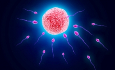 Situație îngrijorătoare: Erbicid cunoscut găsit în cantități ridicate în peste 55% din probele de spermă de la o clinică de infertilitate