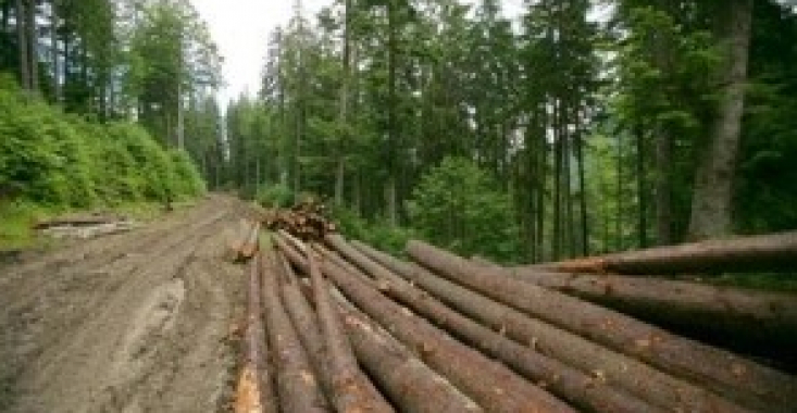 Piedică pentru hoții de lemne. Transportul din păduri pe timp de noapte a fost interzis