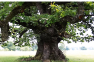 Iașul are cei mai mulţi arbori-monument din țară