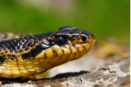 Unde se află cel mai mare șarpe din România