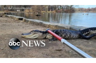 Într-un parc din New York a fost găsit un aligator