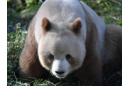 Un panda uriaş brun, filmat în condiții speciale