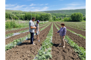 Fermierii ieşeni au primit sfaturi de la specialişti cum să cultive pepenii 