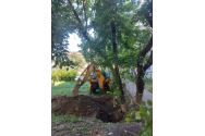 Acţiune de înlăturare a arborilor căzuți pe domeniul public 