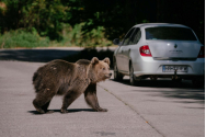 Urşii care se apropie de comunităţi ar putea fi eutanasiați sau împușcați