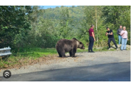 Turiștii care hrănesc urșii îi condamnă la moarte