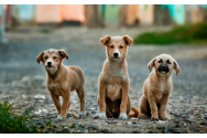 Voluntarii din  centrele de salvare a animalelor