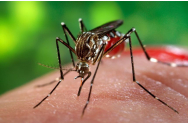 Autoritățile iau măsuri împotriva țânțarilor care transmit virusul West Nile