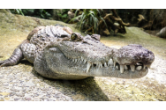 Scandal legat de un crocodil, la Sofia. Proprietarul reptilei refuză să o predea