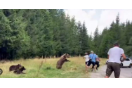 Turiști atacați de o ursoaică pe Transfăgărășan