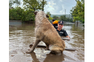 Pericol să se formeze focare de infecție - Autoritățile fac un apel la proprietarii de animale din zonele inundate