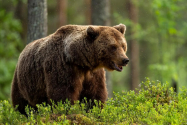 Urșii se împânzesc în toată țara. Autoritățile au reperat un exemplar în pădurile din județul Botoșani, un loc atipic pentru aceste animale