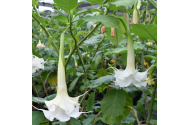 Datura, floarea misterelor și a spiritualității ascunse